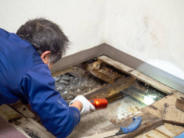 Best Attic Mold Removal  in Prescott, WI