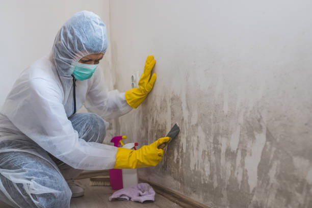 Home Mold Removal in Prescott, WI