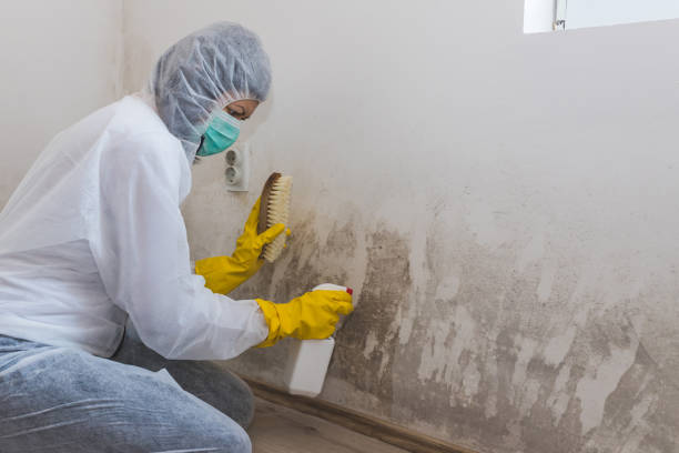 Best Mold Damage Repair  in Prescott, WI