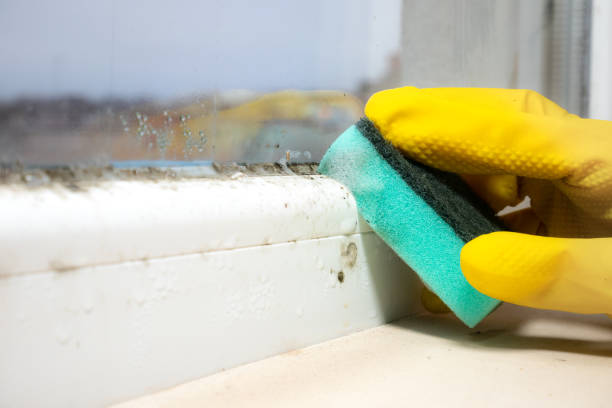 Best Black Mold Removal  in Prescott, WI